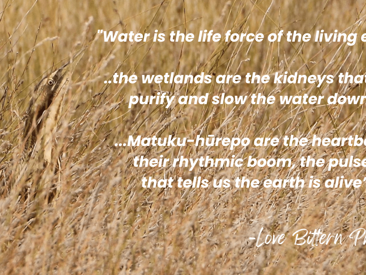 Matuku-hūrepo are the heartbeat…