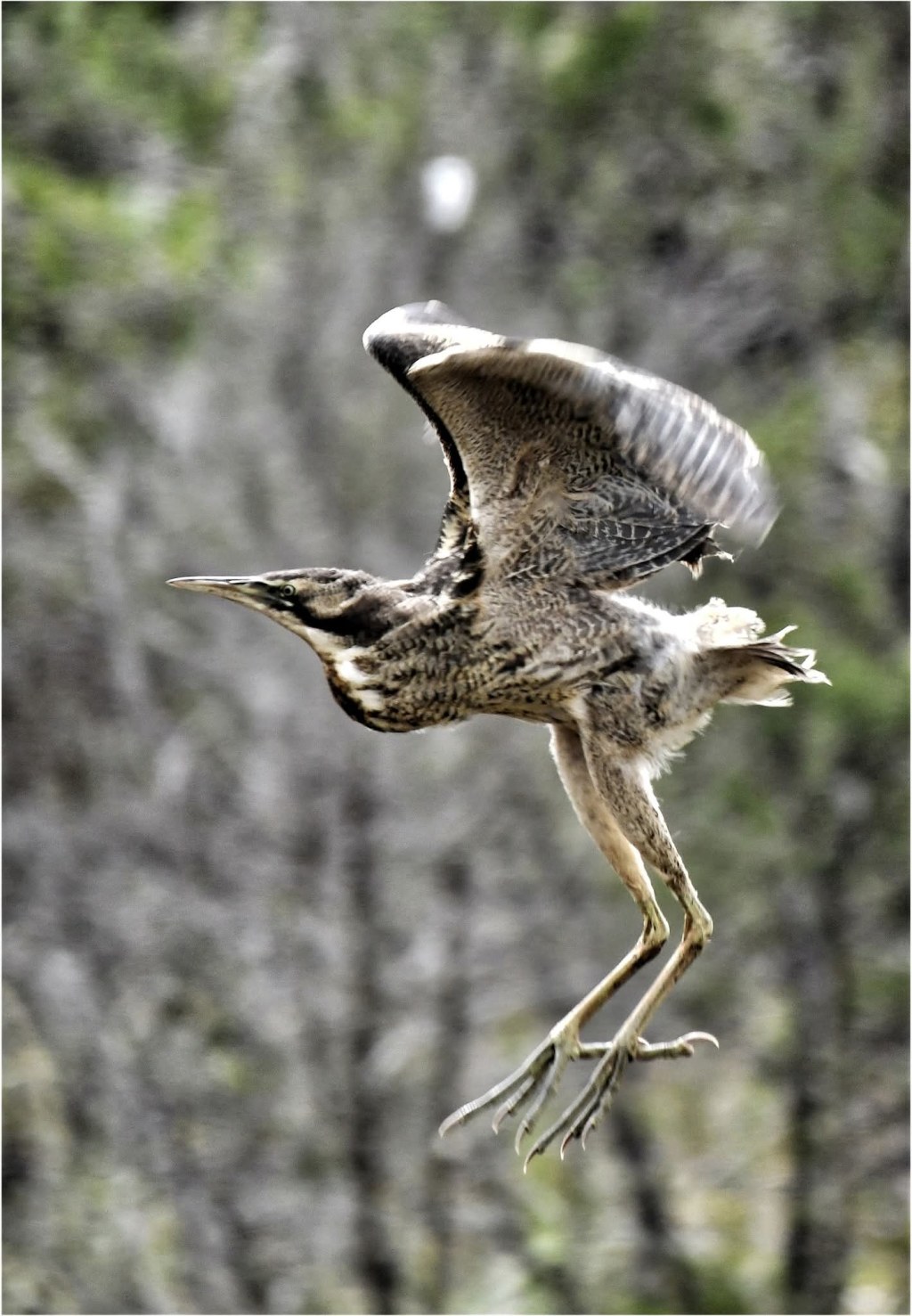 Image credit: Stephen Collins