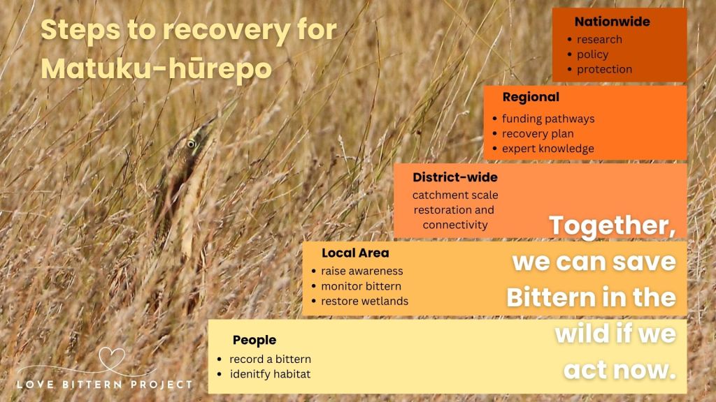 Steps to recovery for Australasian Bittern