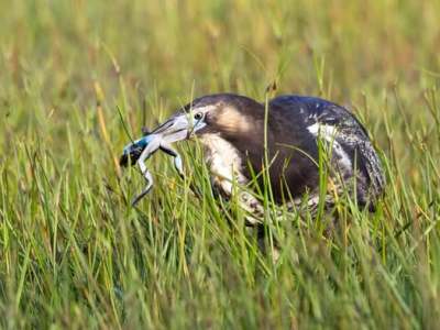 Fast food for&nbsp;bittern